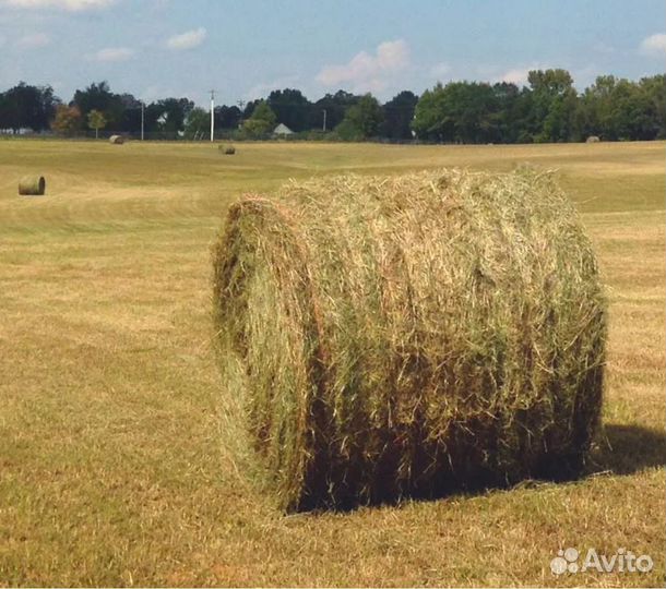Сено в рулонах