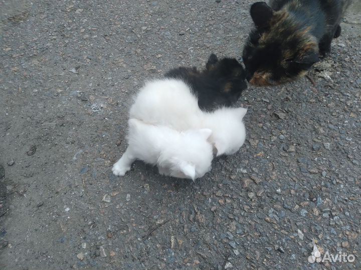 Котята бесплатно