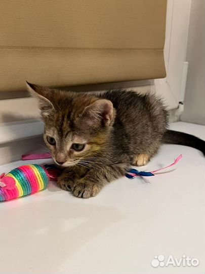 Котенок похожий на мартышку в дар ищет дом