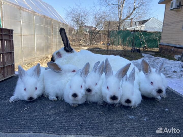 Крольчата калифорнийские