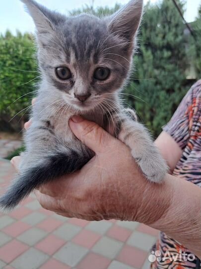 Отдам котят в добрые руки