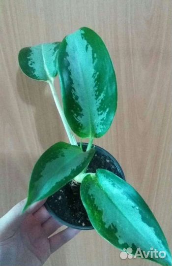 Аглаонема Сильвер блю