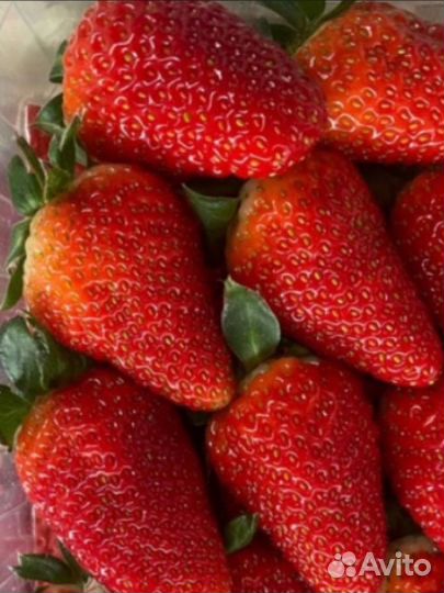 Много клубники Альбион Череповец