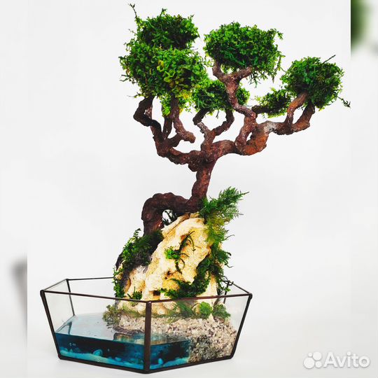 Бонсай/подарок/флорариум