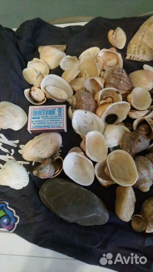 Морские ракушки раковины