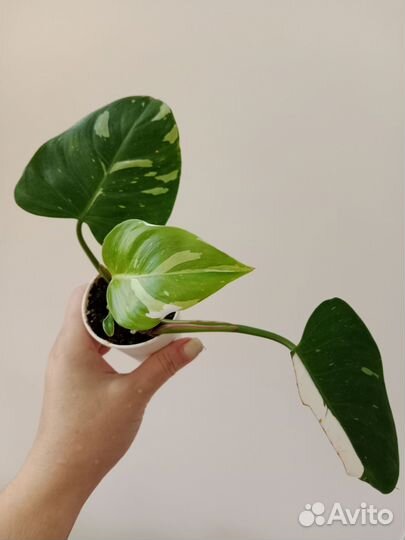 Филодендрон Белый волшебник