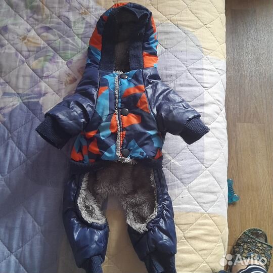 Одежда для маленьких пород собак