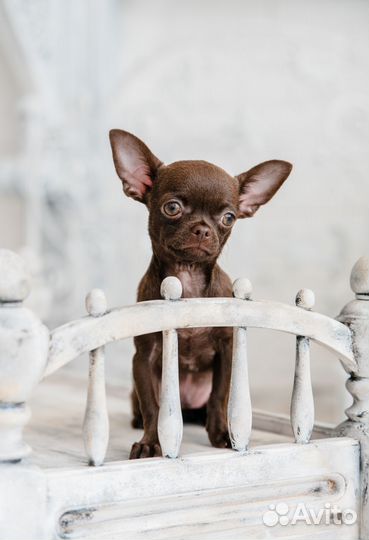 Породистый mini Чихуа от титулованных родителей