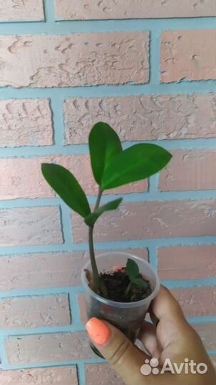 Замиокулькас