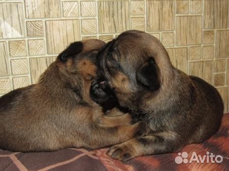 Детки брабансона