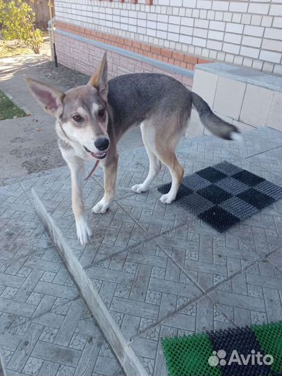 Щенки метисы в добрые руки