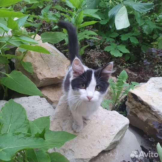 Котенок