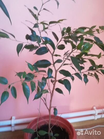 Бенджамина