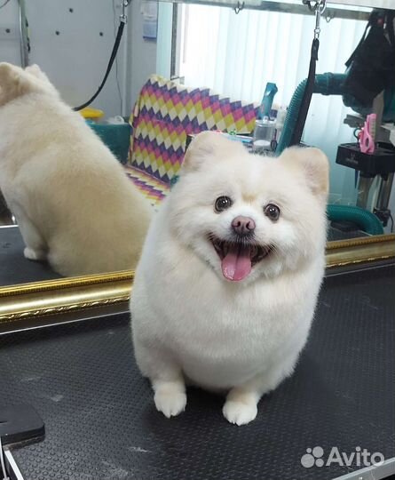 Стрижка собак,груминг