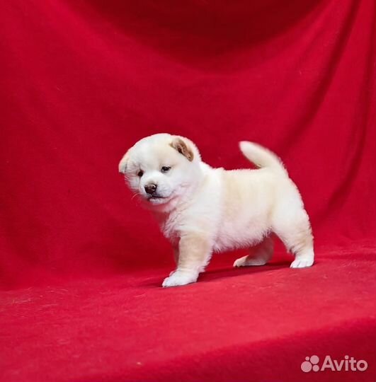 Сиба ину щенки белого окраса
