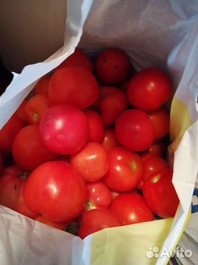 Помидоры свежие домашние