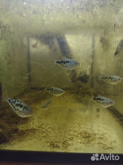 Гурами мраморный