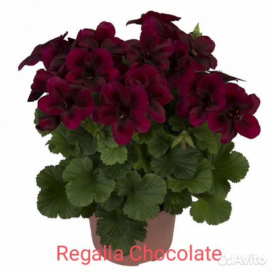 Укорененные черенки королевских пеларгоний