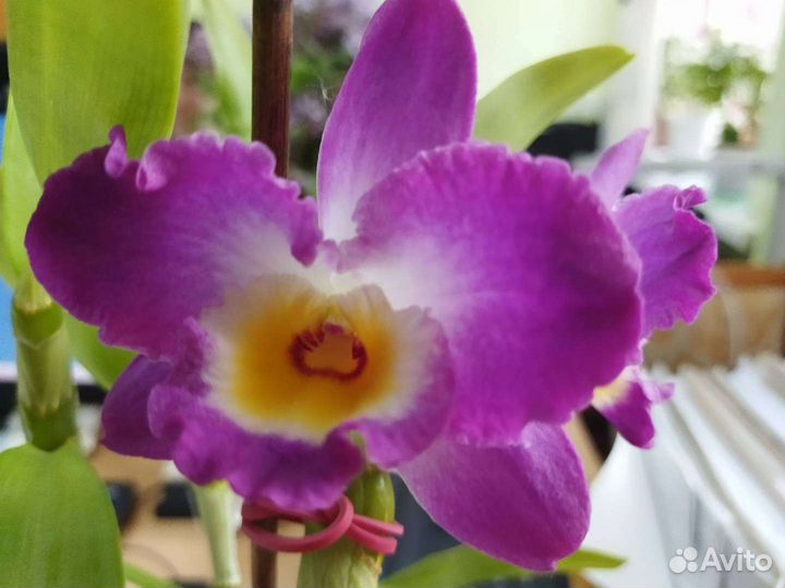 Дендробиум