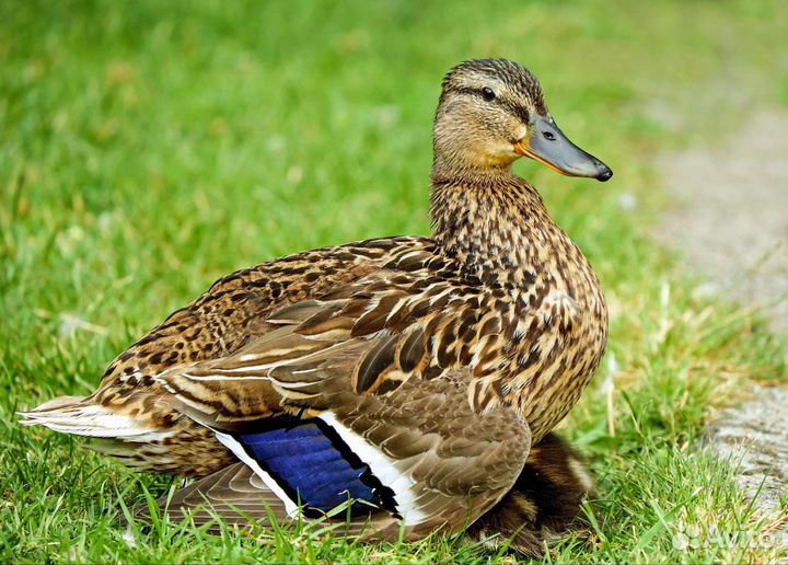 Подсадные утки