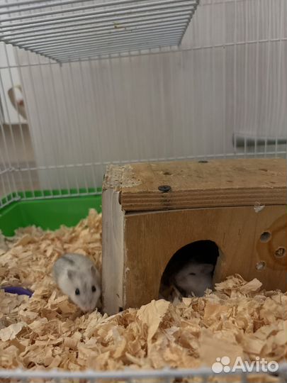 Джунгарский хомяк с клеткой