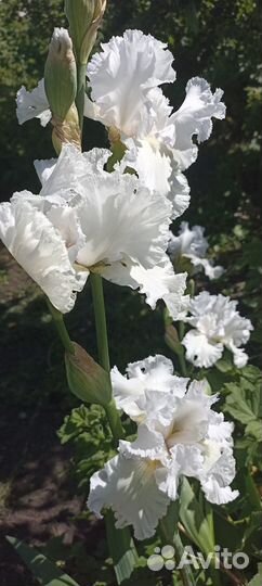 Ирисы. Разные сорта