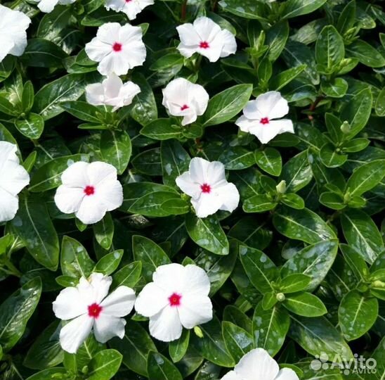 Катарантус