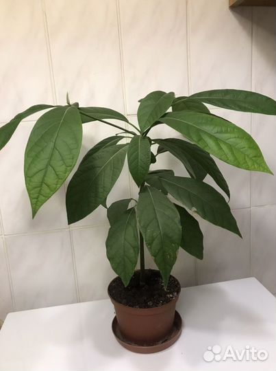 Дерево авокадо