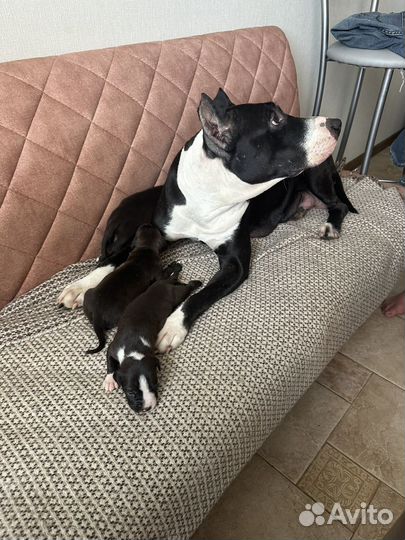 Щенки амстаффа