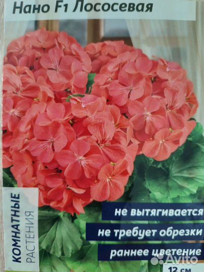 Пеларгония карликовая