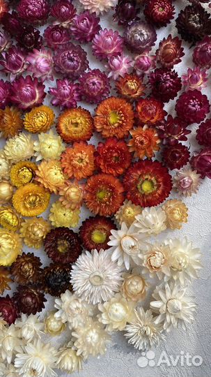 Гелихризум сухоцвет бессмертник