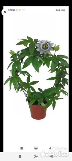 Пассифлора