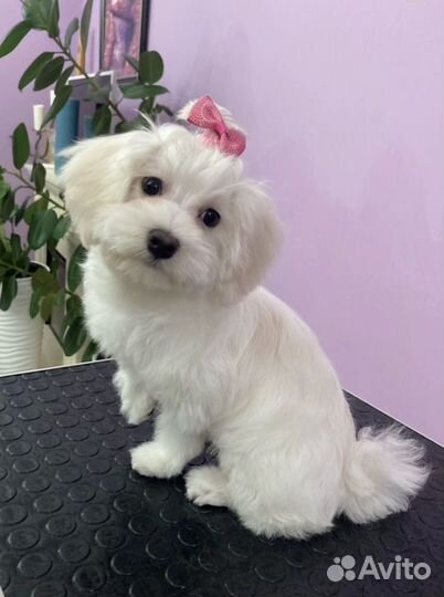 Груминг Атмосфера Чистоты