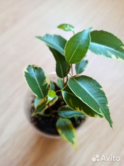 Фикус бенджамина