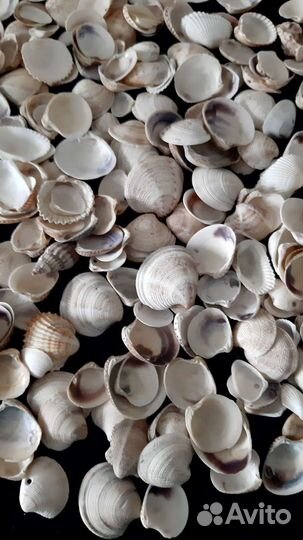 Морские ракушки