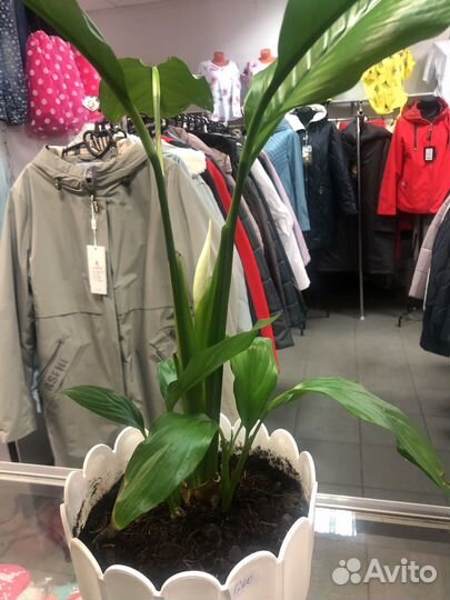 Спатифиллум