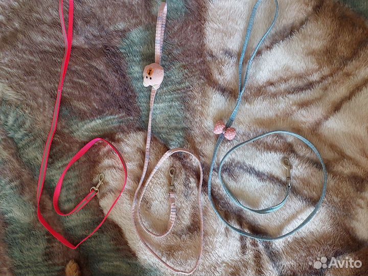 Амуниция для собак