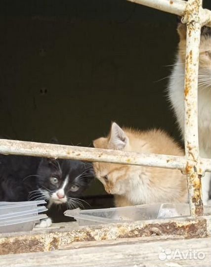 Котята в добрые руки