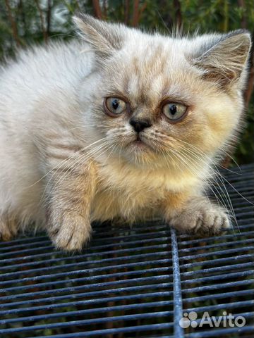 Котик тайский. мальчик 1,5 мес объявление продам