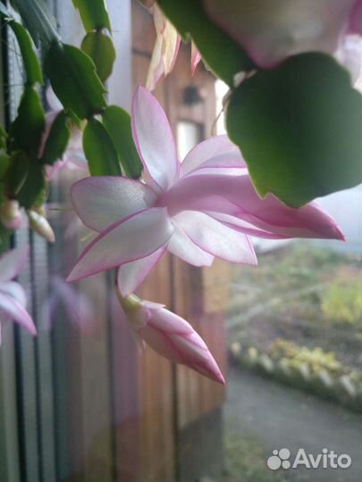 Декабрист шлюмбергера