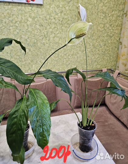 Спатифиллум