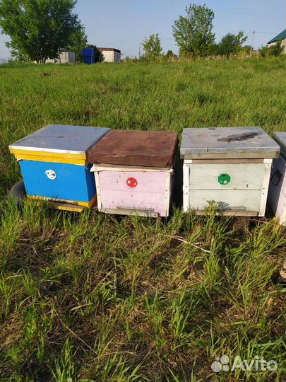 Улья с пчелами, обмен на мёд