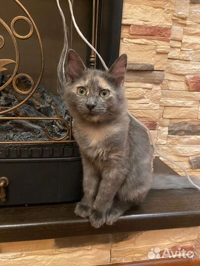 Кошечка маленькая