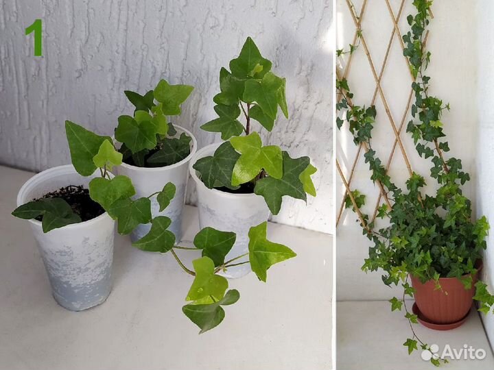 Плющ. 7 разных (Hedera Helix)