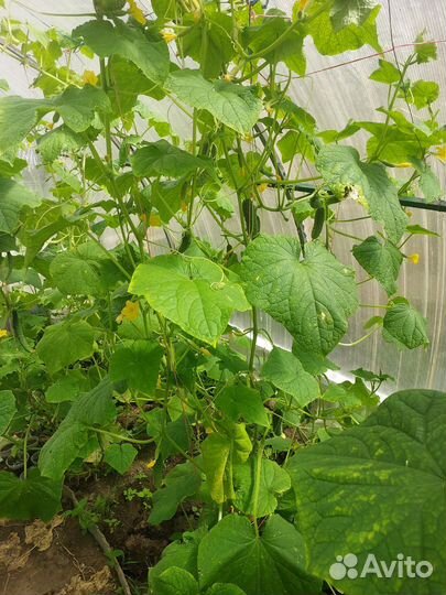 Огурцы свежие