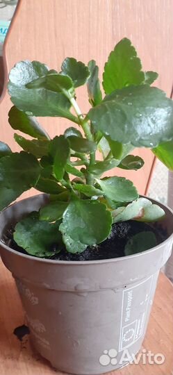 Продам цветы комнатные