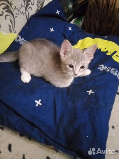 Котятки в дар