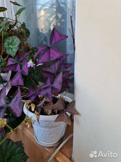 Комнатные растения цветы