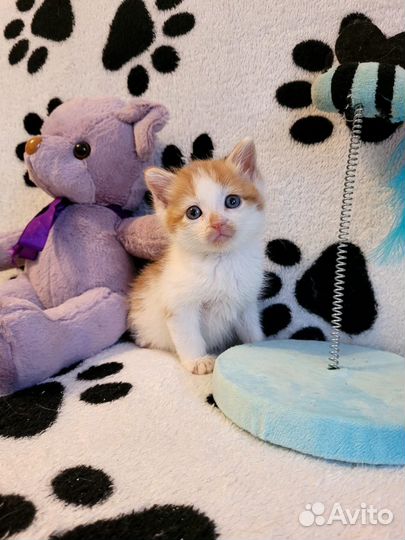 Котята в добрые руки мальчики