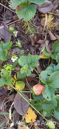 Рассада клубники